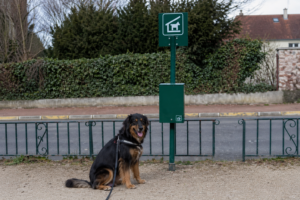 Chien et toutounet