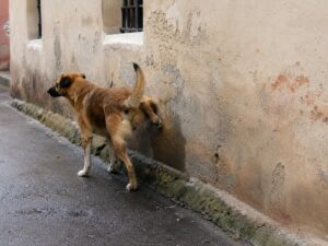 Chien errant urinant contre un mur de maison