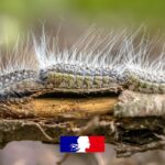 Chenilles processionnaires