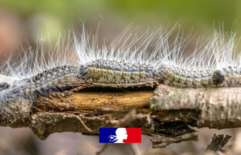 Chenilles processionnaires